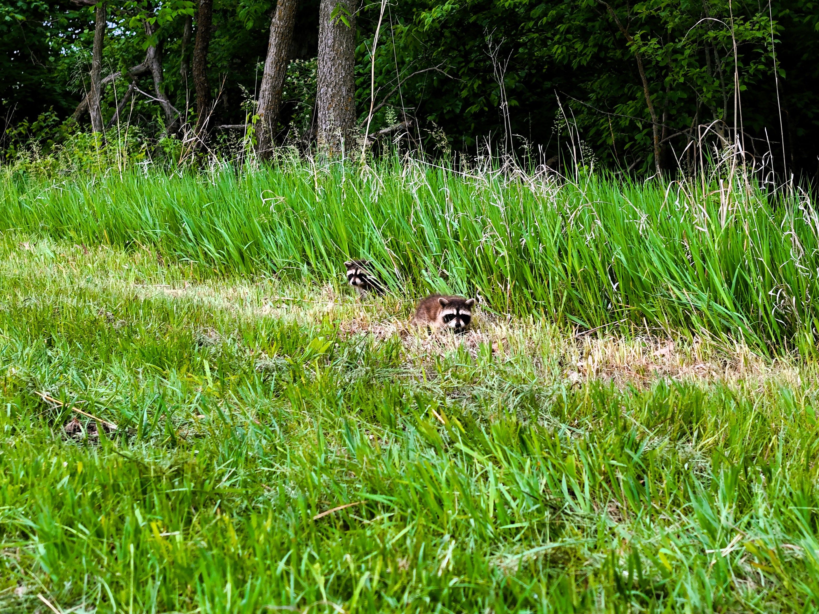 Listing Photo: Ground coons